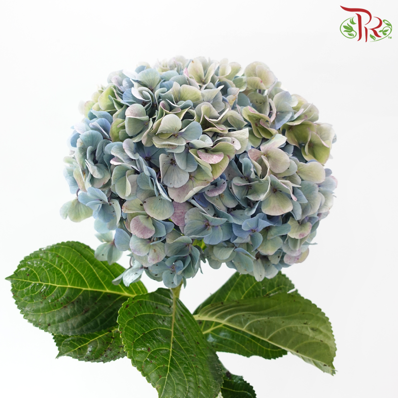 Hydrangea 《绣球花》