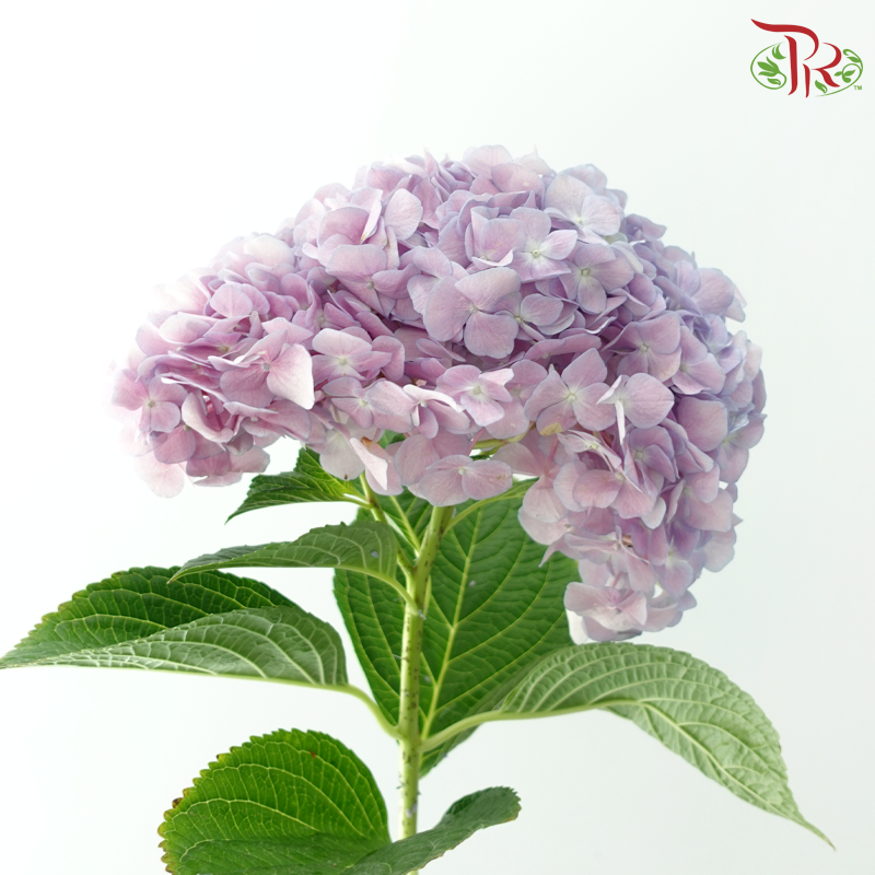 Hydrangea 《绣球花》