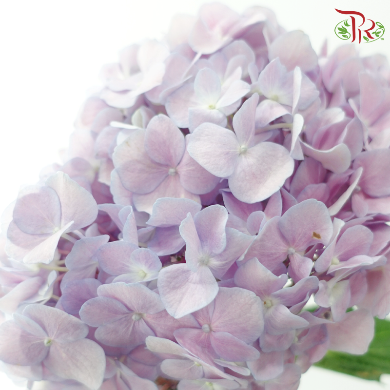 Hydrangea 《绣球花》