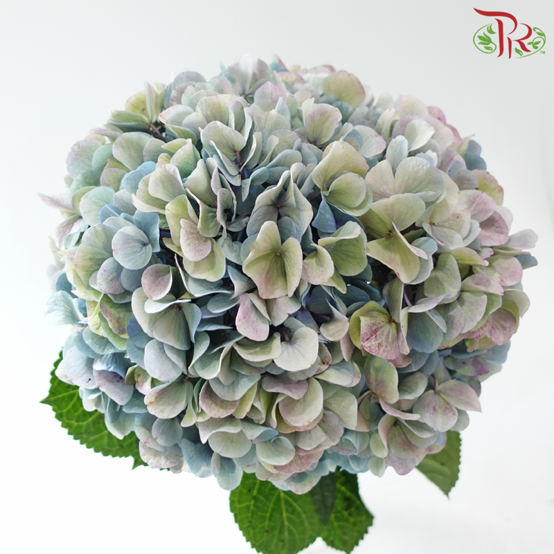Hydrangea 《绣球花》