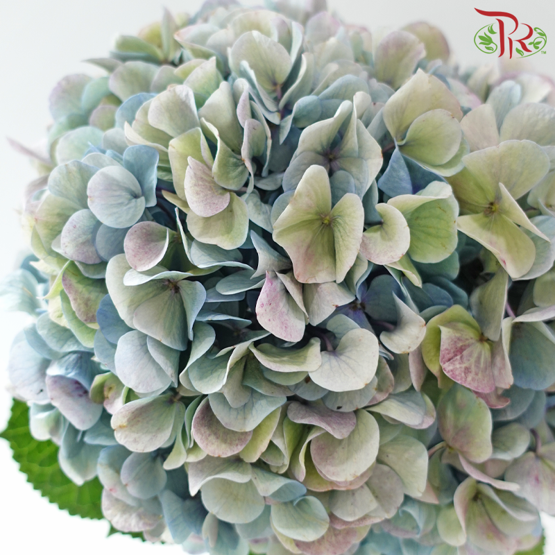 Hydrangea 《绣球花》