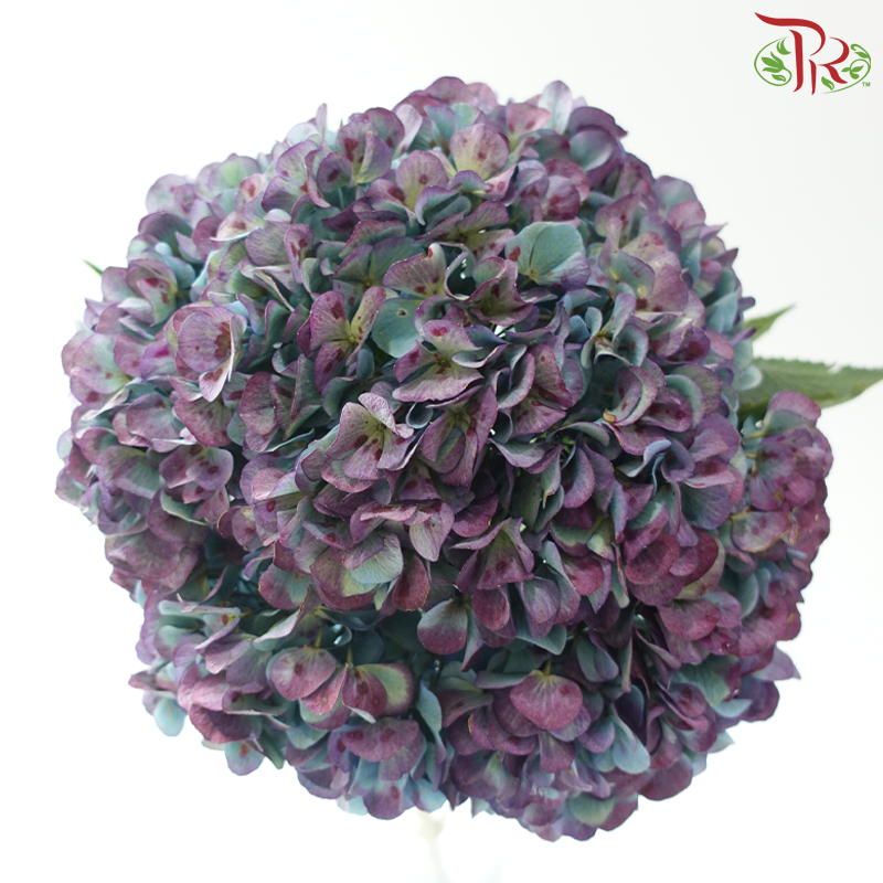 Hydrangea 《绣球花》