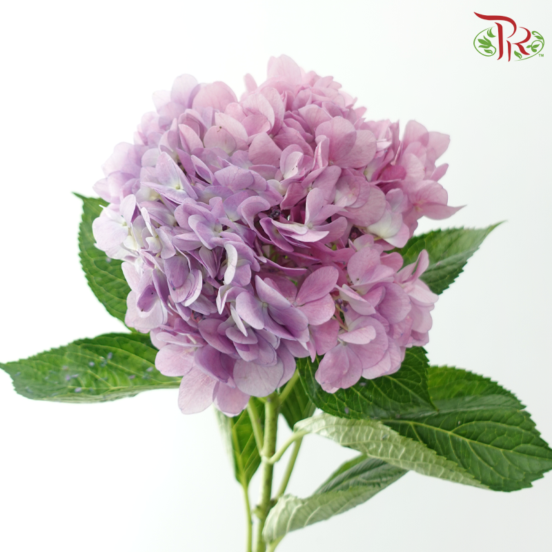 Hydrangea 《绣球花》