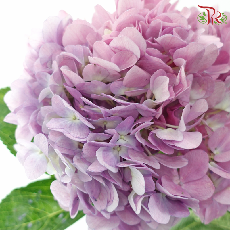 Hydrangea 《绣球花》