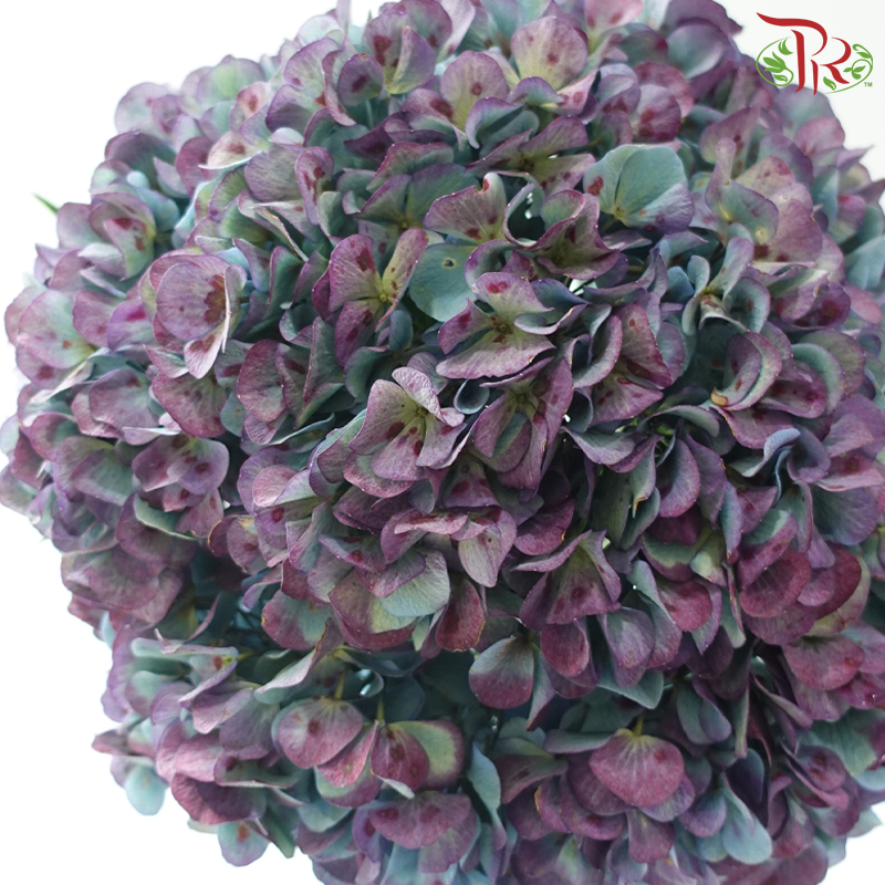 Hydrangea 《绣球花》