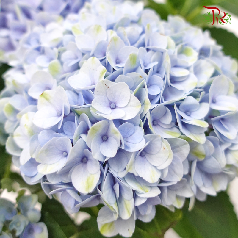 Hydrangea Magical Revolution - Blue 《绣球花》 - Pudu Ria Florist