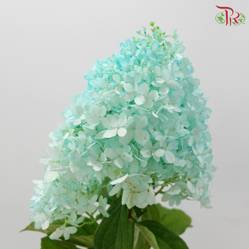 Hydrangea Pagoda