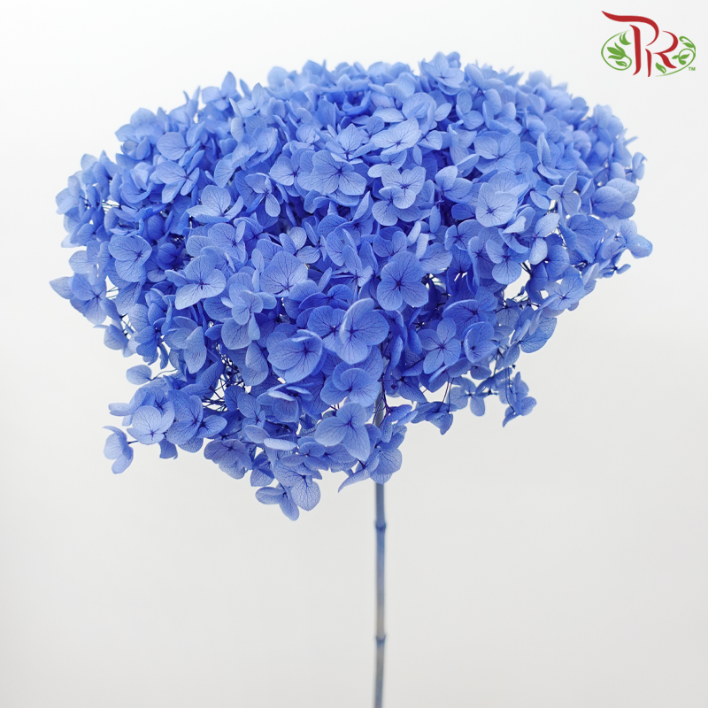 Preserved Hydrangea
