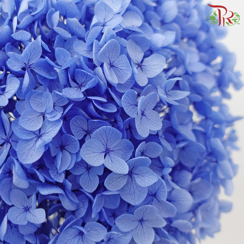 Preserved Hydrangea