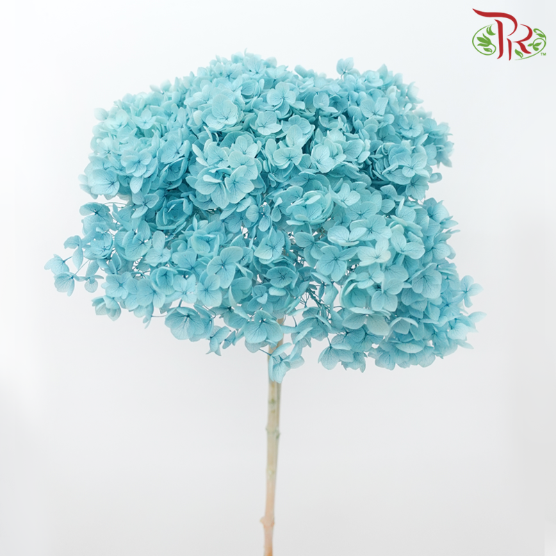 Preserved Hydrangea