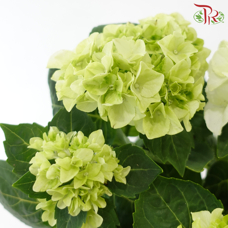 Hydrangea Wudu P100《绣球花》