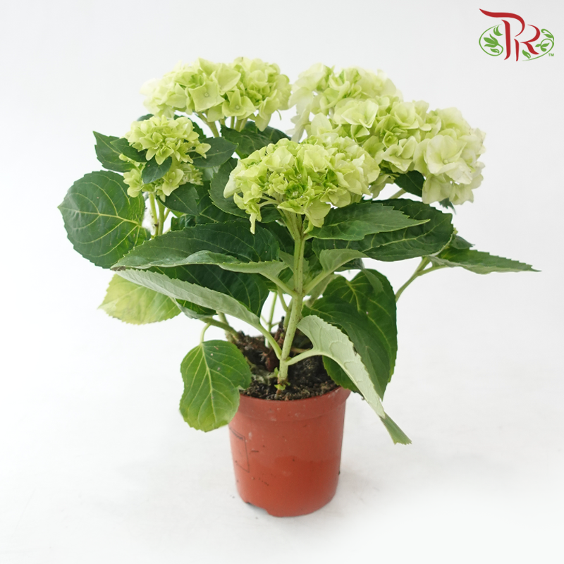 Hydrangea Wudu P100《绣球花》