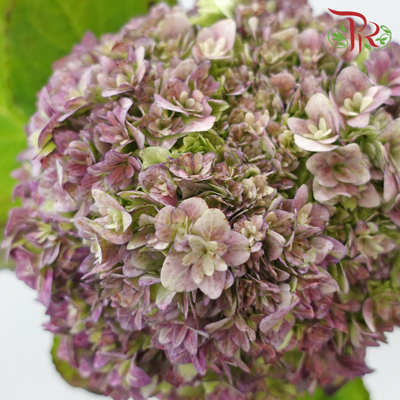 Hydrangea 《绣球花》