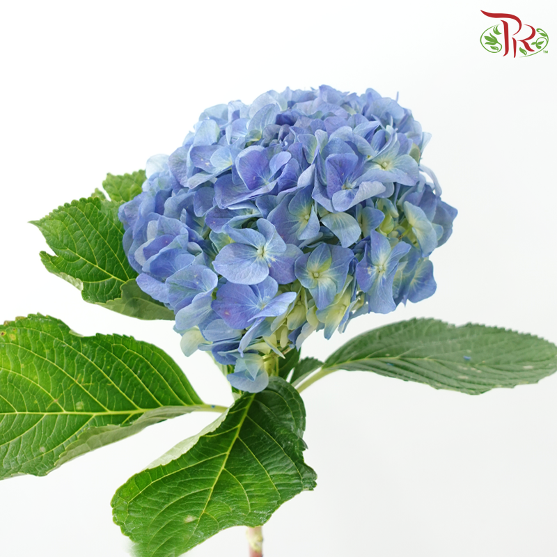 Hydrangea 《绣球花》- Capitulum Measurement 14-16cm