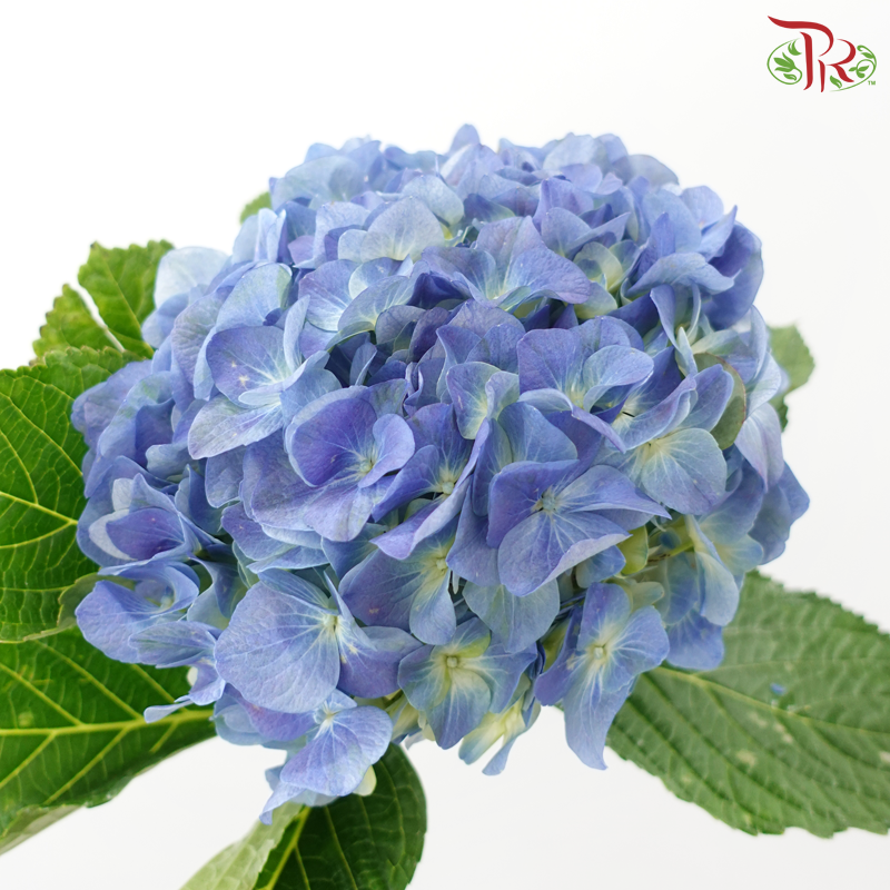 Hydrangea 《绣球花》- Capitulum Measurement 14-16cm