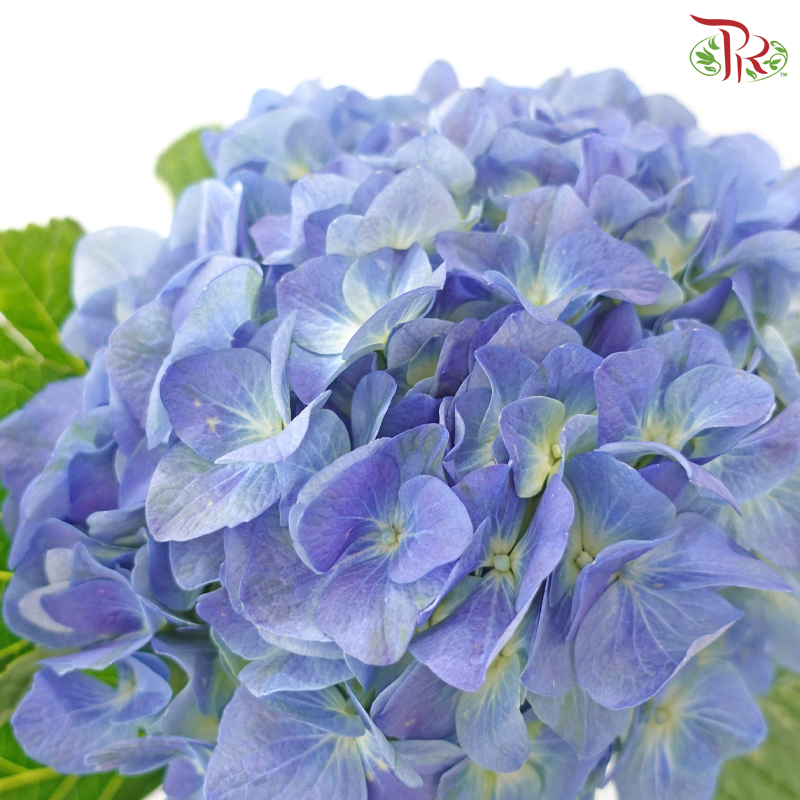 Hydrangea 《绣球花》- Capitulum Measurement 14-16cm