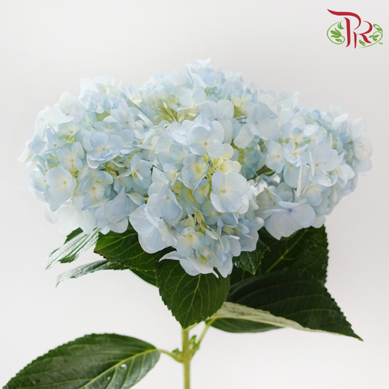 Hydrangea 《绣球花》