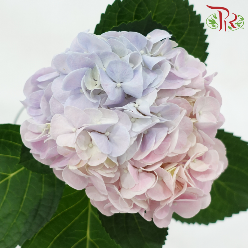 Hydrangea《绣球花》
