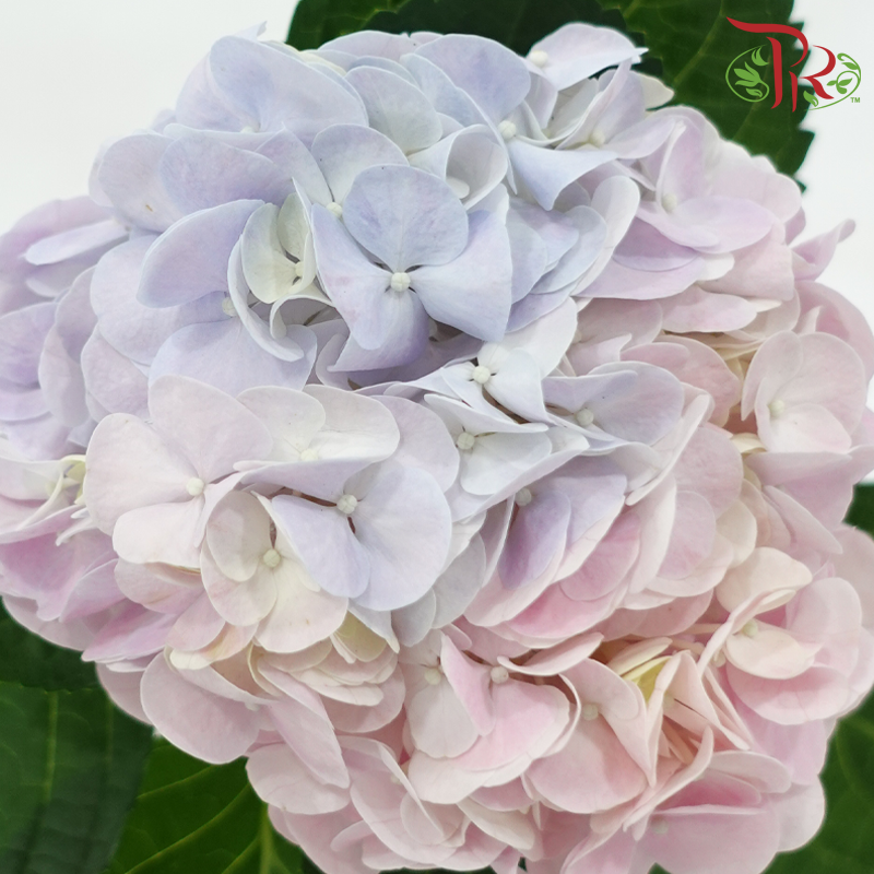 Hydrangea《绣球花》