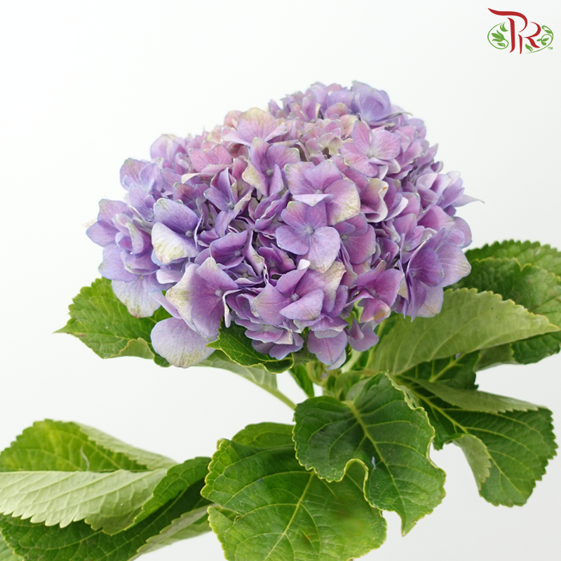 Hydrangea 《绣球花》- Capitulum Measurement 14-16cm