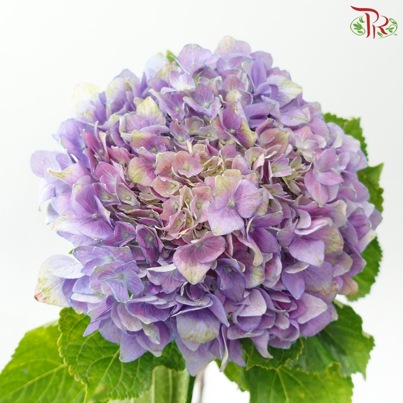 Hydrangea 《绣球花》- Capitulum Measurement 14-16cm