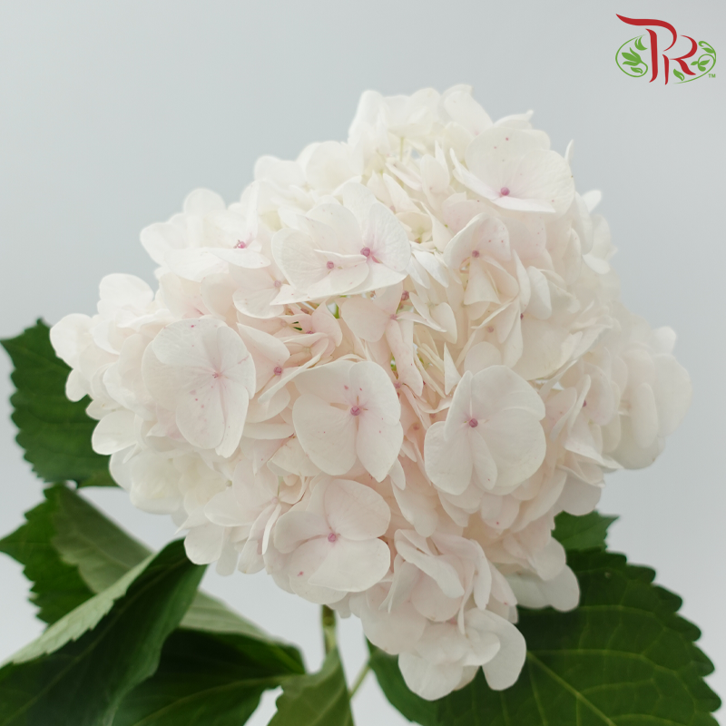 Hydrangea 《绣球花》