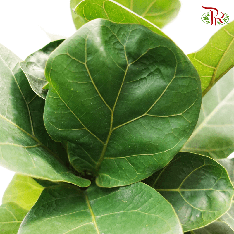 Ficus Lyrata《琴叶榕》(1pp / 3pp)