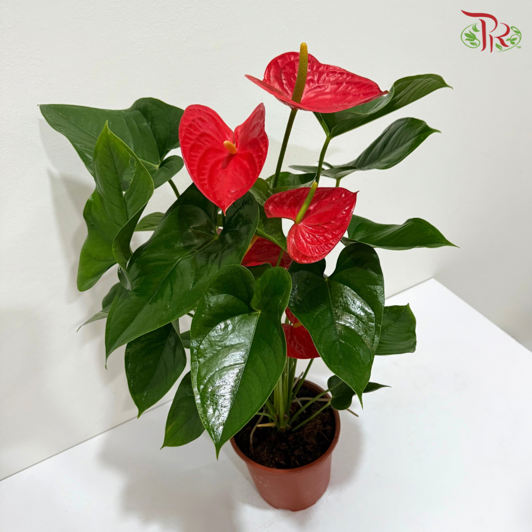 Anthurium Red P170 《火鹤花》