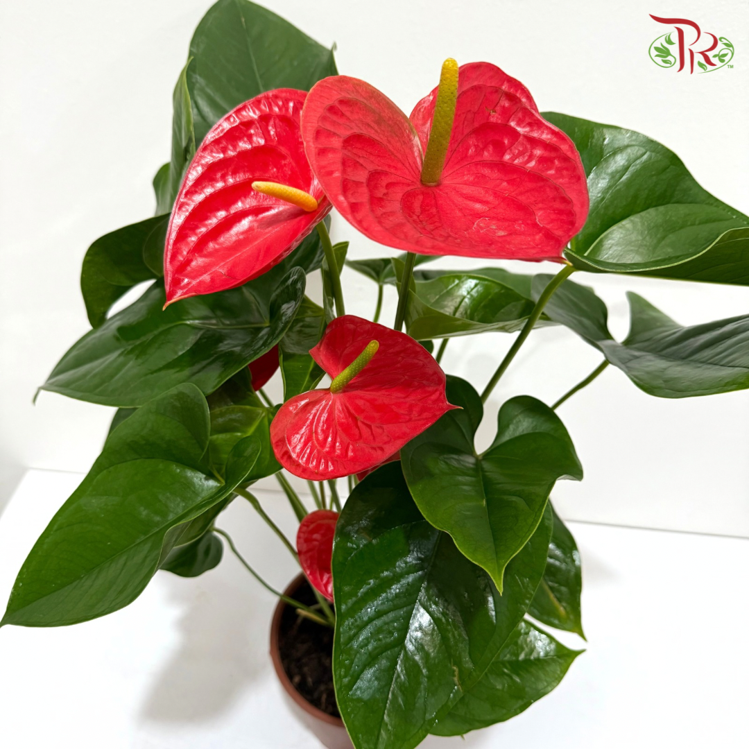 Anthurium Red P170 《火鹤花》