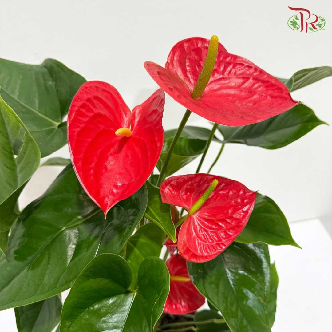 Anthurium Red P170 《火鹤花》