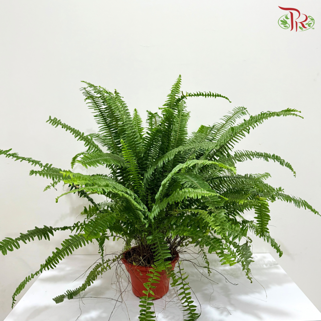 Boston Fern P220《波士顿蕨》- Long Leaves