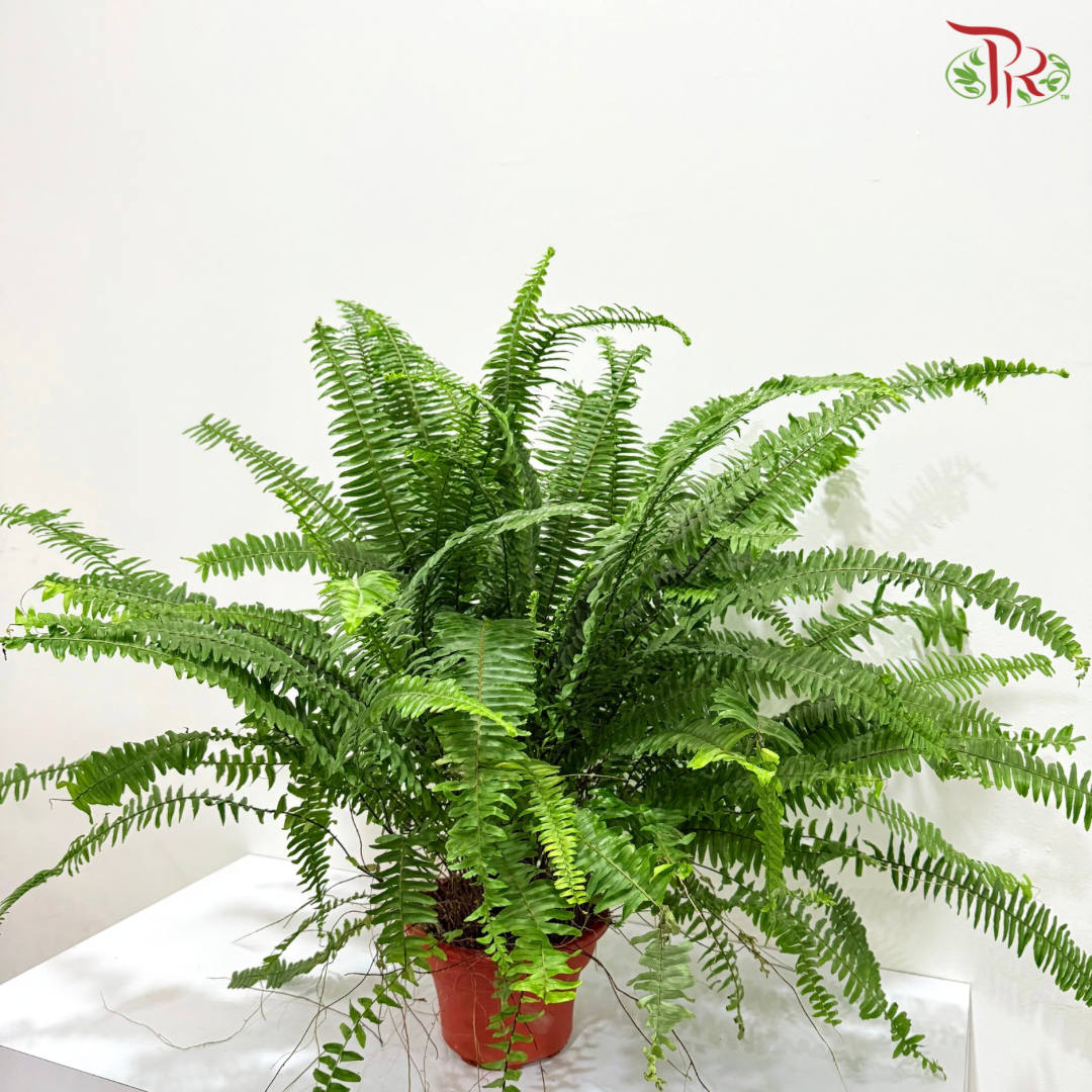 Boston Fern P220《波士顿蕨》- Long Leaves