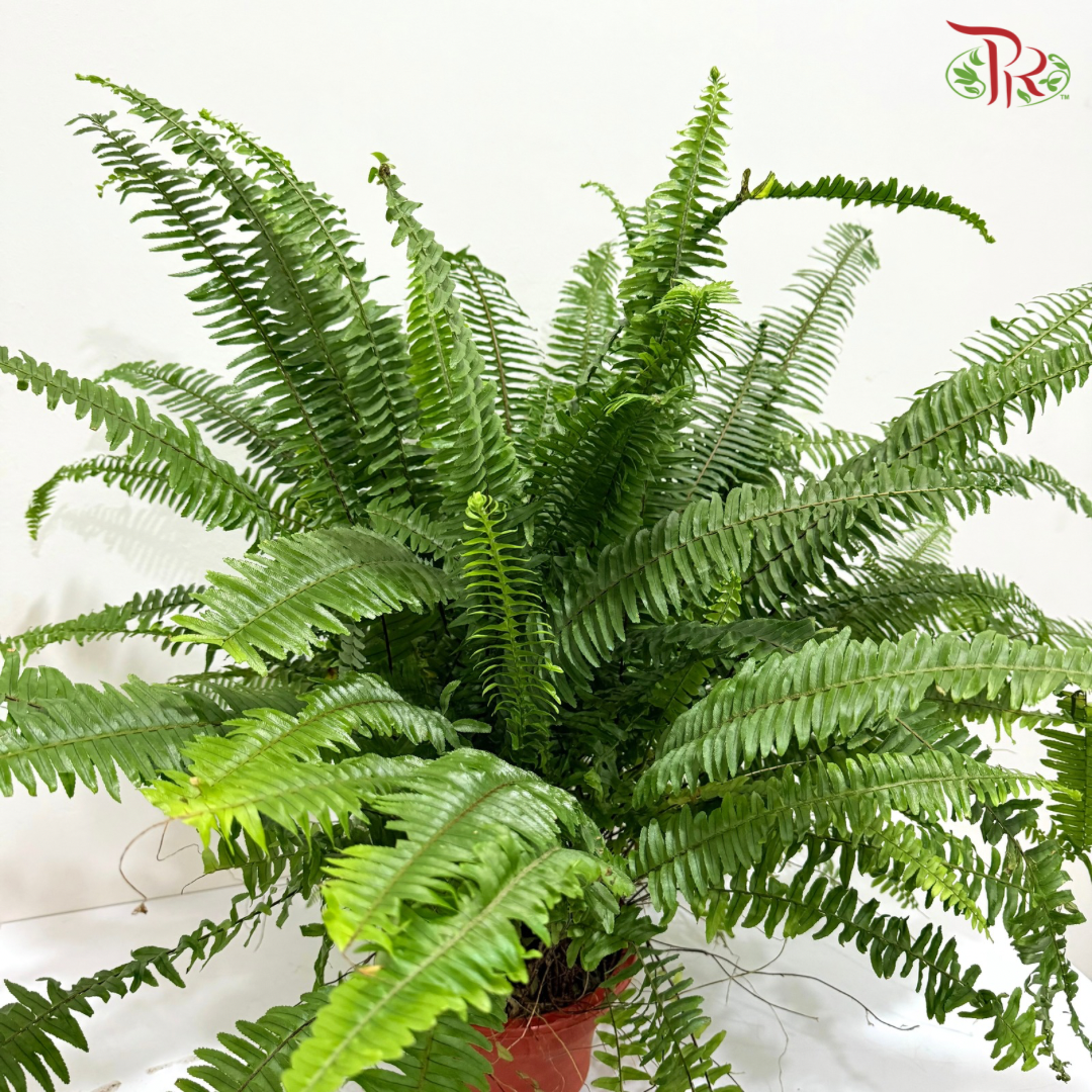 Boston Fern P220《波士顿蕨》- Long Leaves