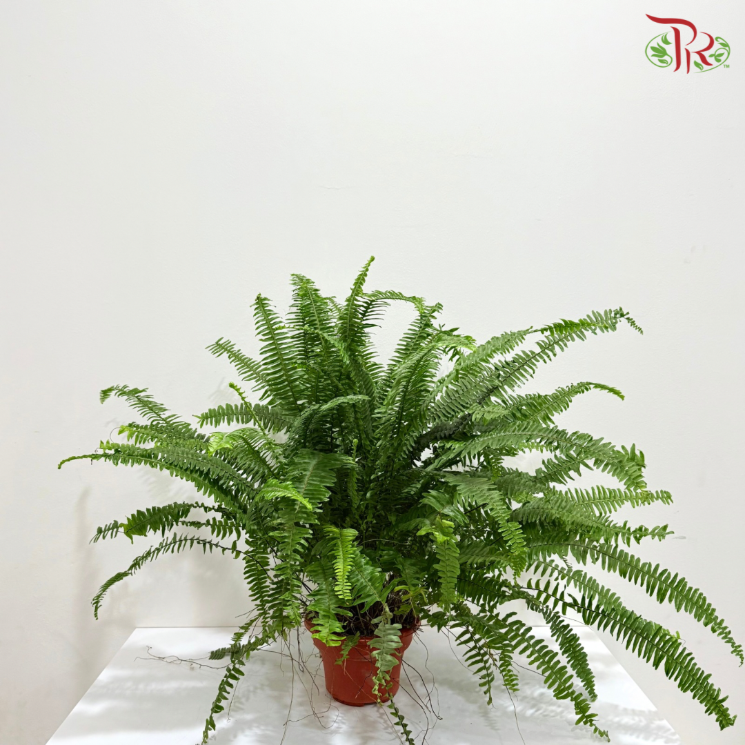Boston Fern P220《波士顿蕨》- Long Leaves