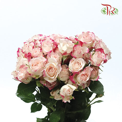 Rose Spray - Refringence (10 Stems) - Pudu Ria Florist