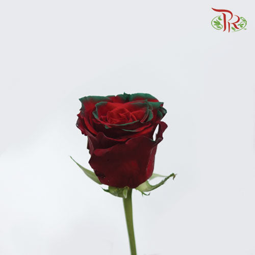 Ceres Rose - Christmas Edge (10 Stems) - Pudu Ria Florist