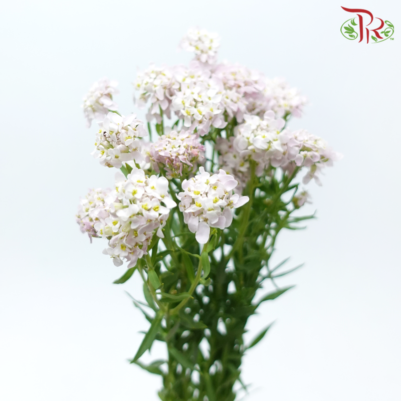 Iberis Amara 《屈曲花》