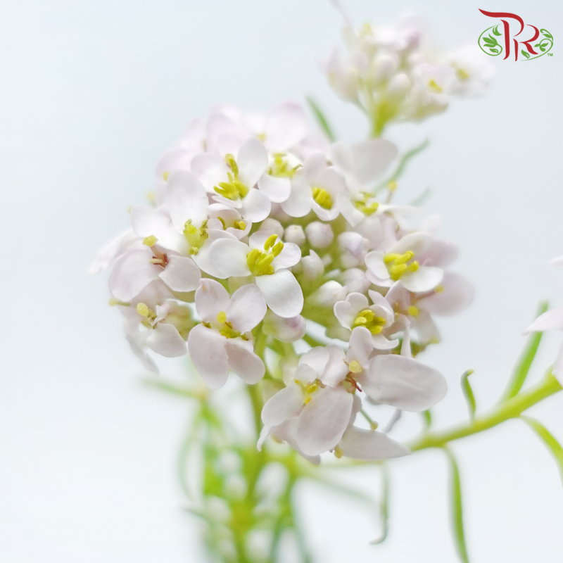 Iberis Amara 《屈曲花》