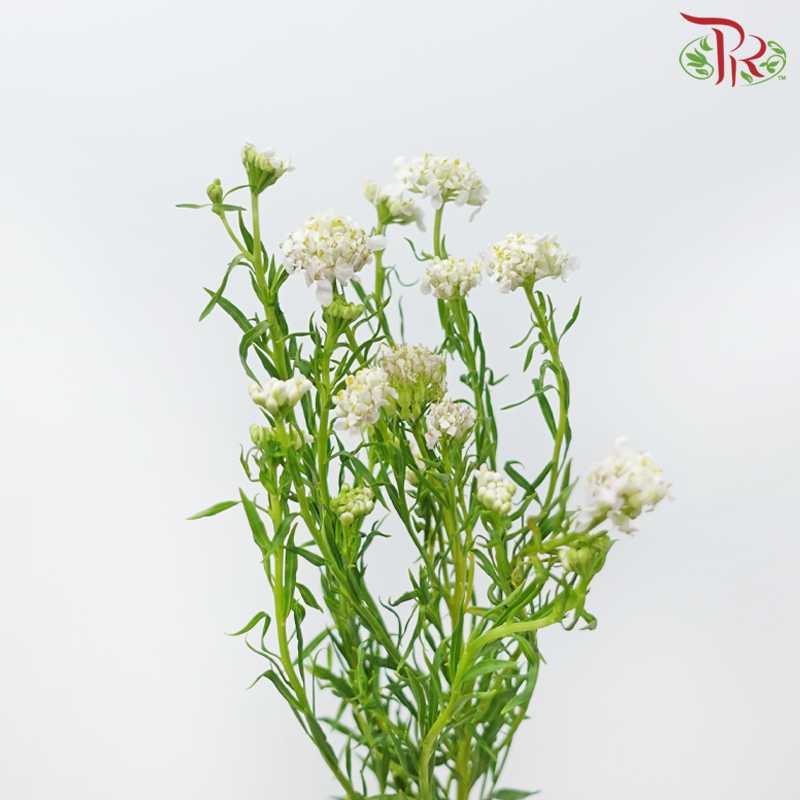 Iberis Amara 《屈曲花》