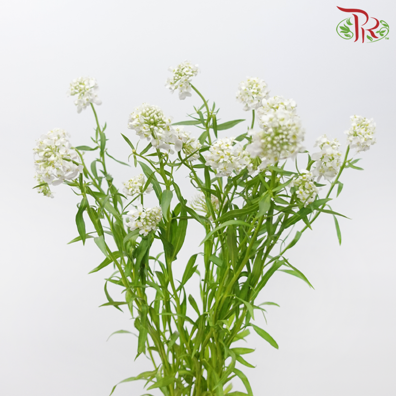 Iberis Amara 《屈曲花》