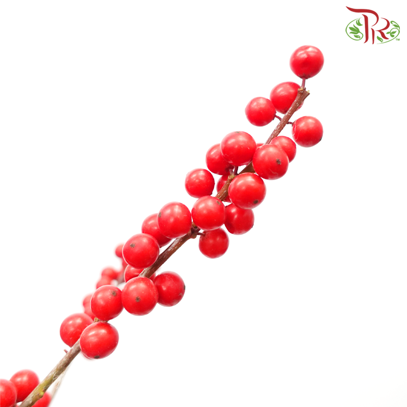 Ilex - Red (60cm / 70cm) (5 Stems) - Pudu Ria Florist