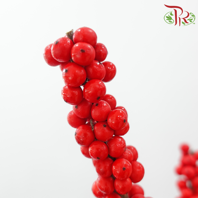 Ilex Purpuea Hassk 《冬青》