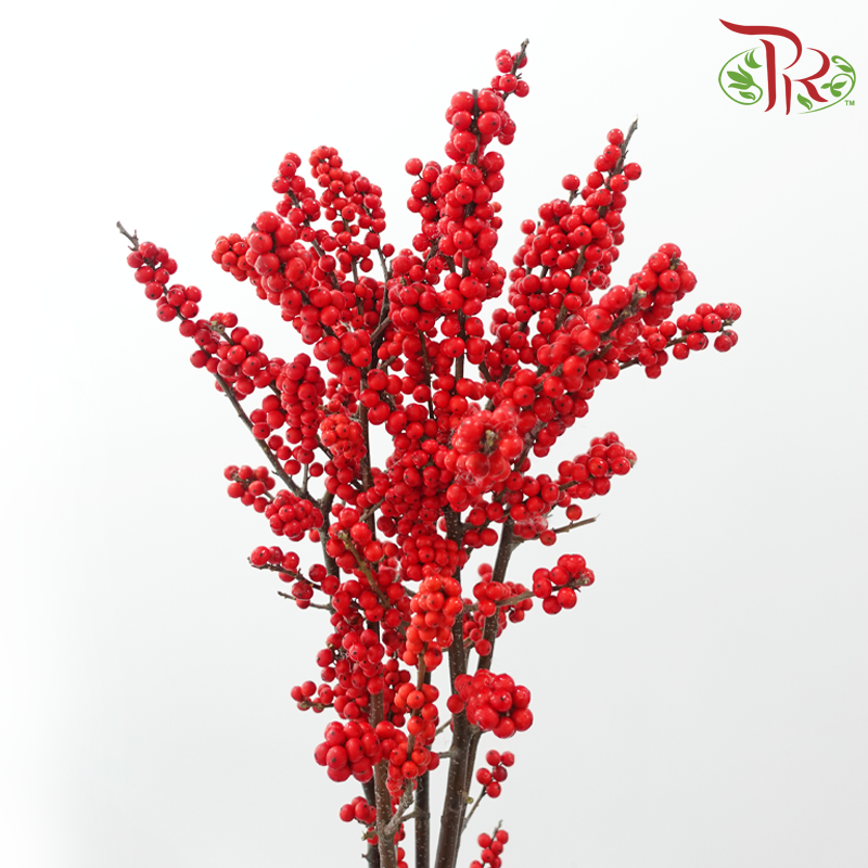 Ilex Purpuea Hassk 《冬青》