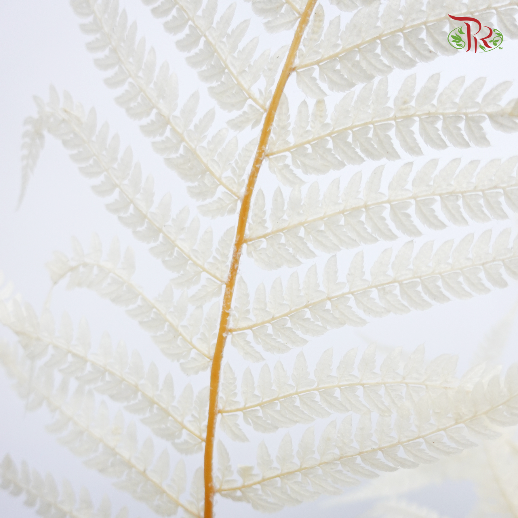 Preserved Long Fern