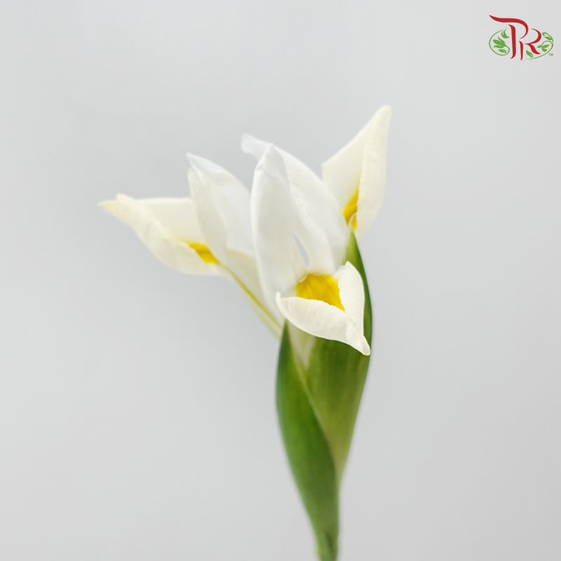 Iris 《鸢尾花》