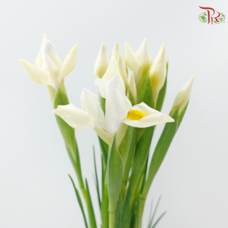 Iris 《鸢尾花》