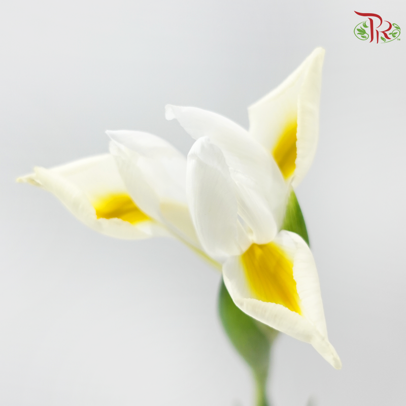 Iris 《鸢尾花》