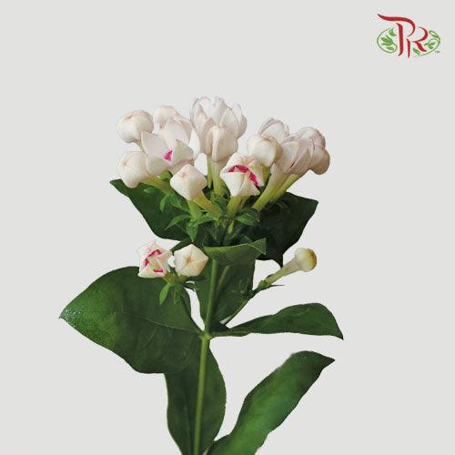 Bouvardia - White Pink Line (5 Stems) - Pudu Ria Florist