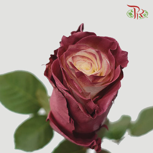 Ceres Rose - Terra (10 Stems) - Pudu Ria Florist