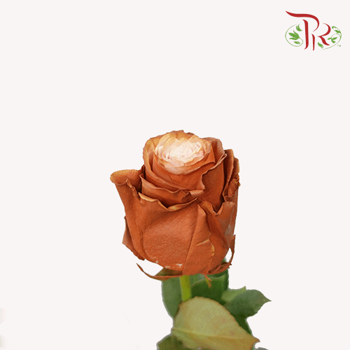 Ceres Rose - Frappucino (10 Stems) - Pudu Ria Florist